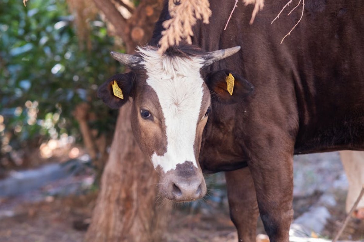 cow with license