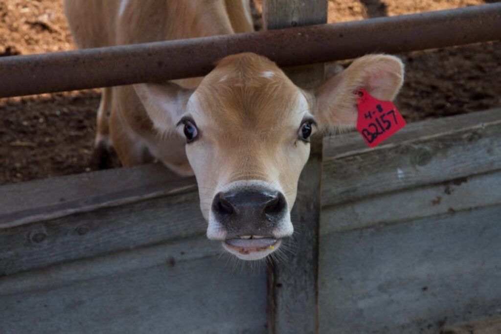 calf pen
