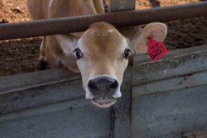 calf pen