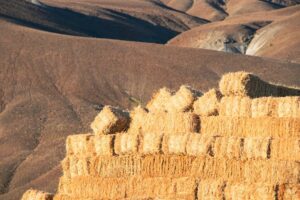 dry straw bales