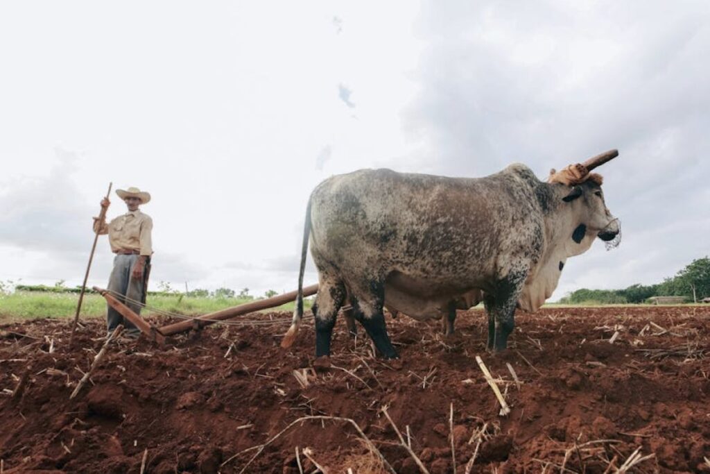 plow agricultural