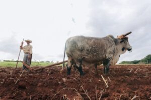 plow agricultural