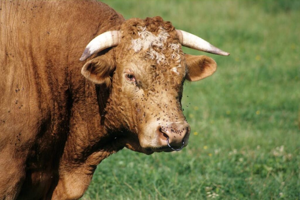 bulls for sale