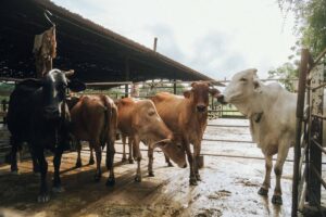 cattle farm