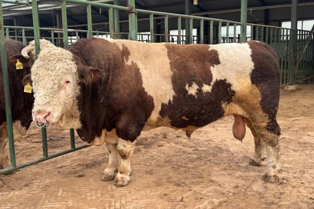bulls cattle