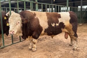bulls cattle