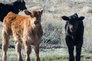 calves pasture