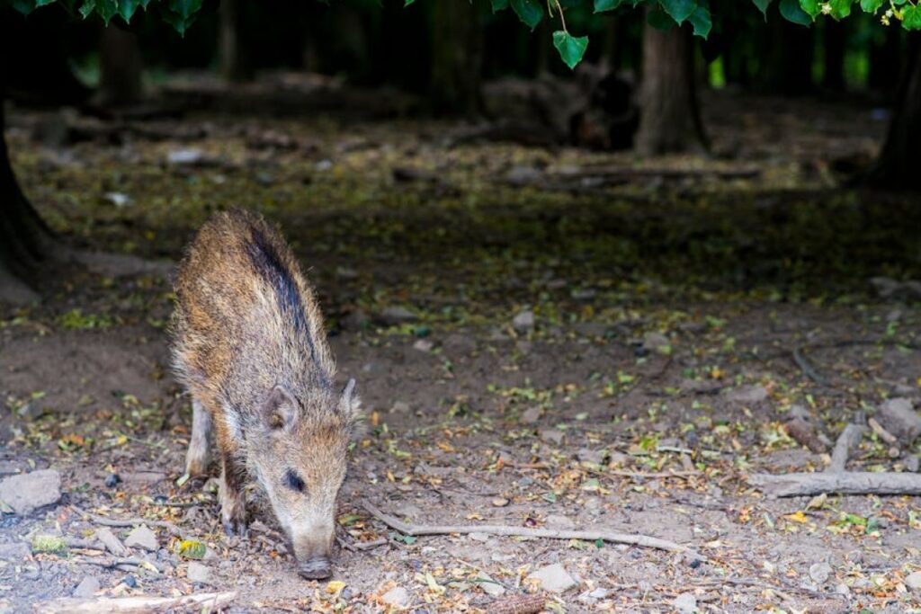 wild boar forest