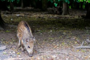 wild boar forest