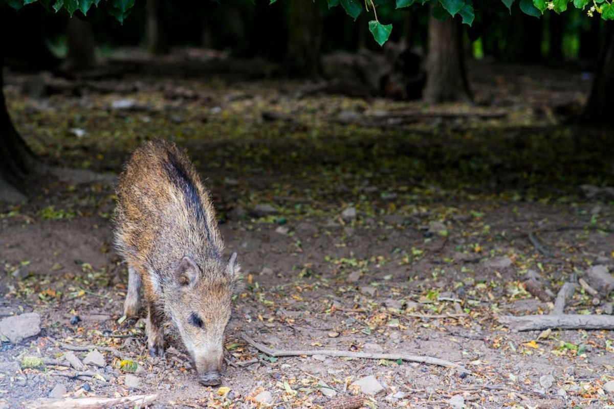 wild boar forest