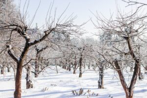frost damage orchard