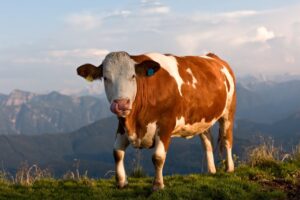 cattle simmental