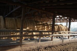 hay bales in barn