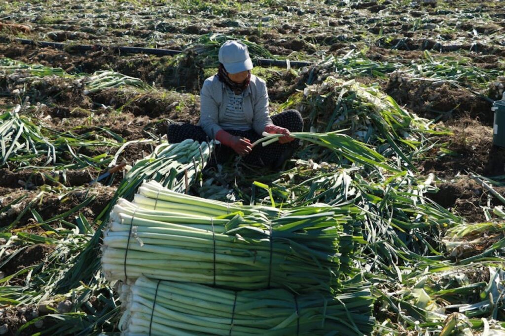 leek harvester