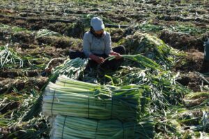 leek harvester