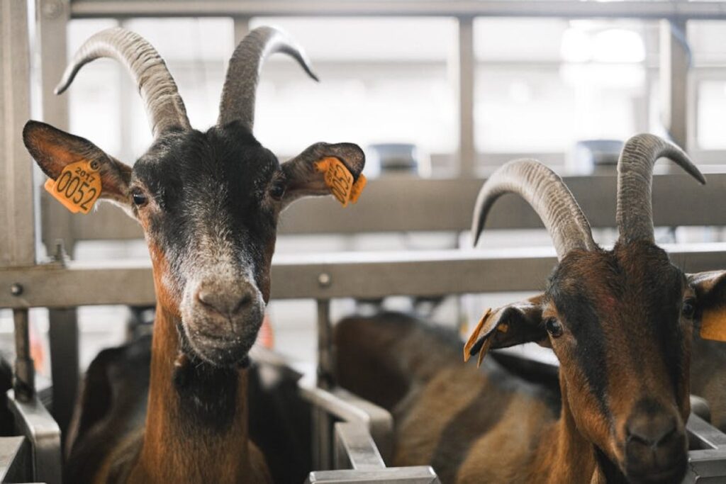 livestock scale