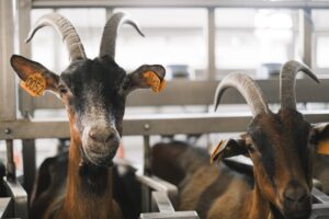 livestock scale