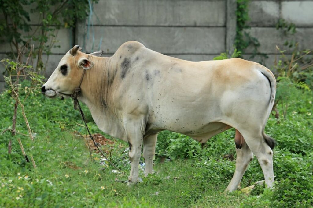 bull cow farming