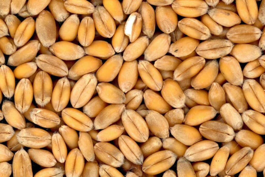 wheat grain pile