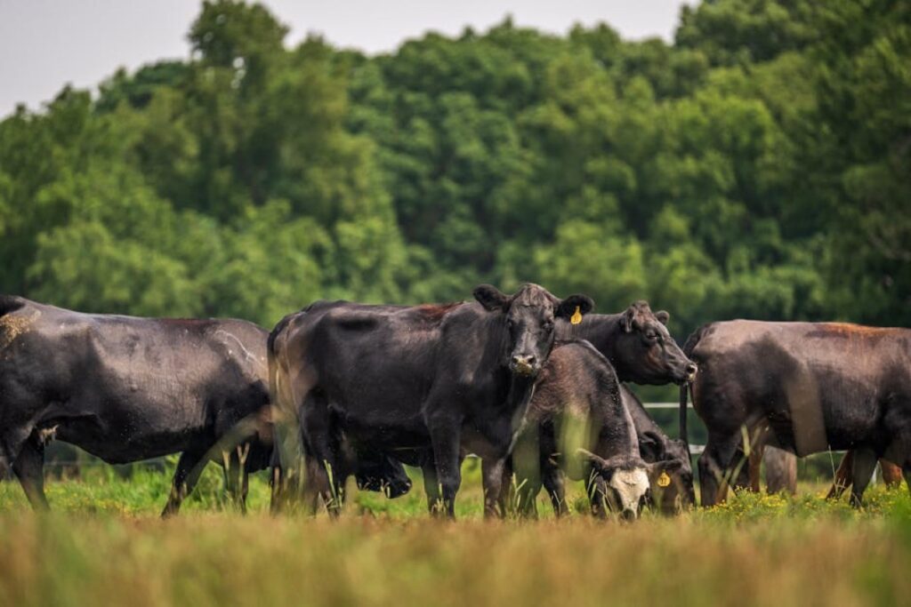 Angus cattle farm