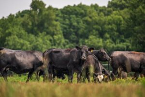 Angus cattle farm