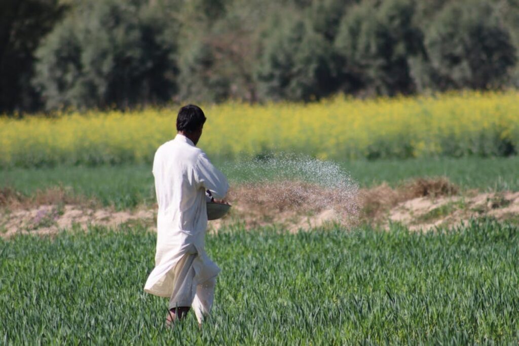 fertilizer granules