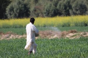fertilizer granules