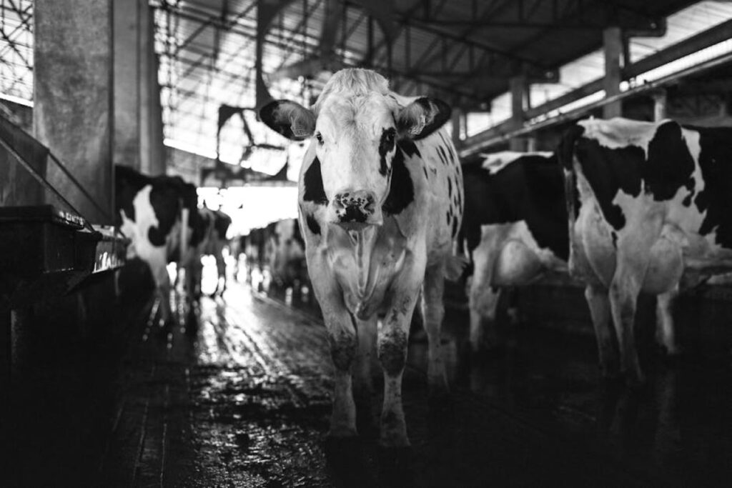 cowshed equipment