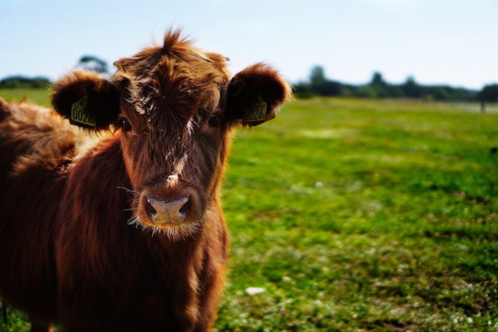 heifers for sale