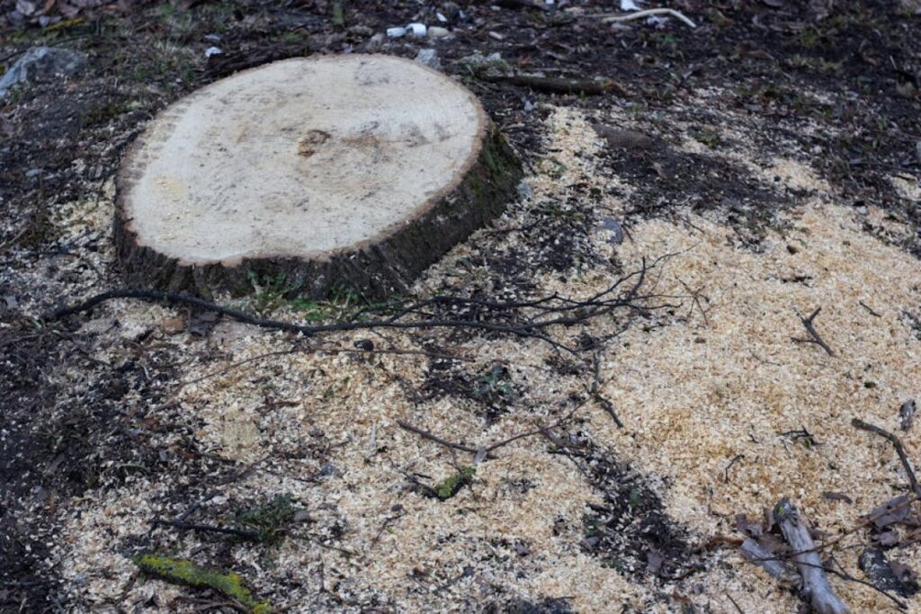 tree stump mulching