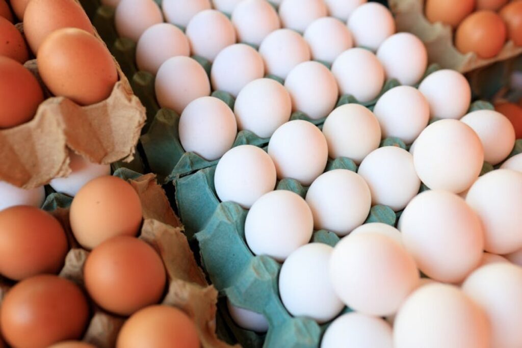 eggs