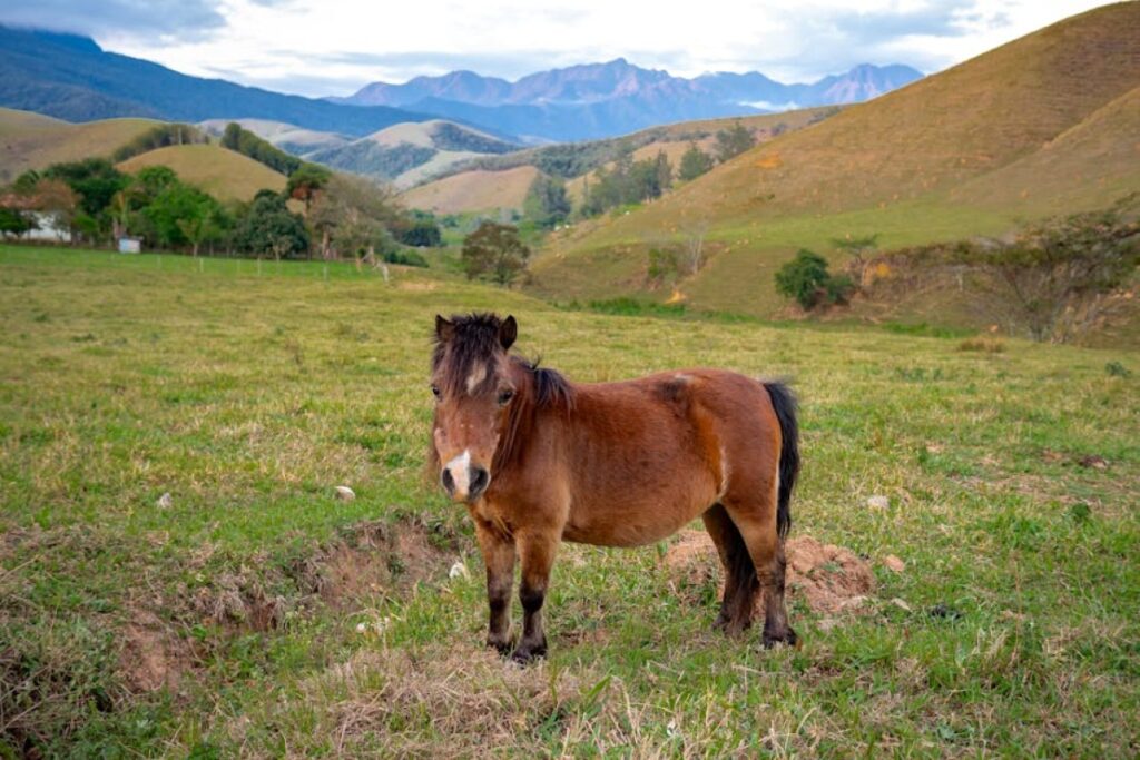 pony mare for sale