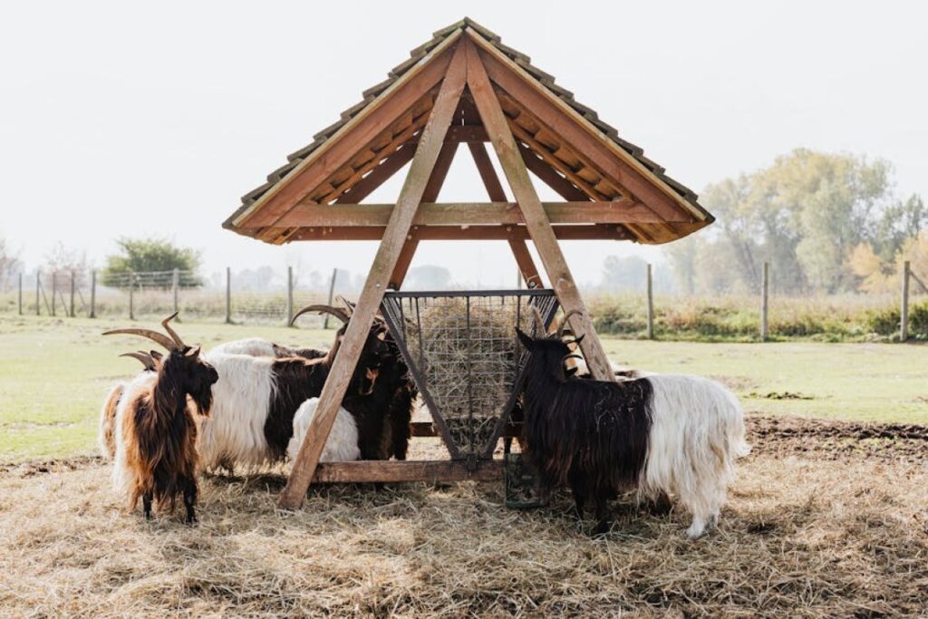 cattle feeder