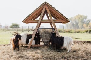 cattle feeder