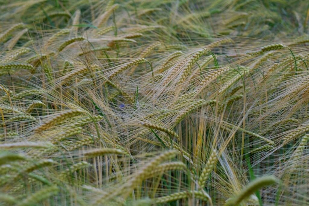 barley grain
