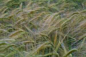 barley grain