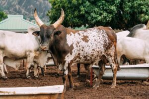 cattle farming