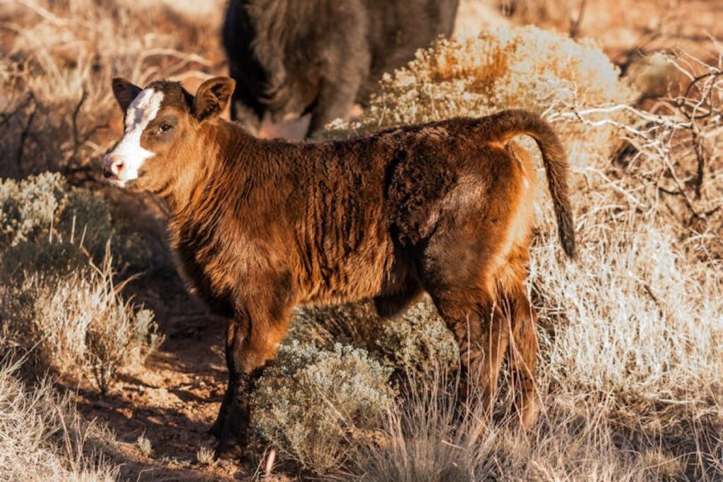 cattle calf