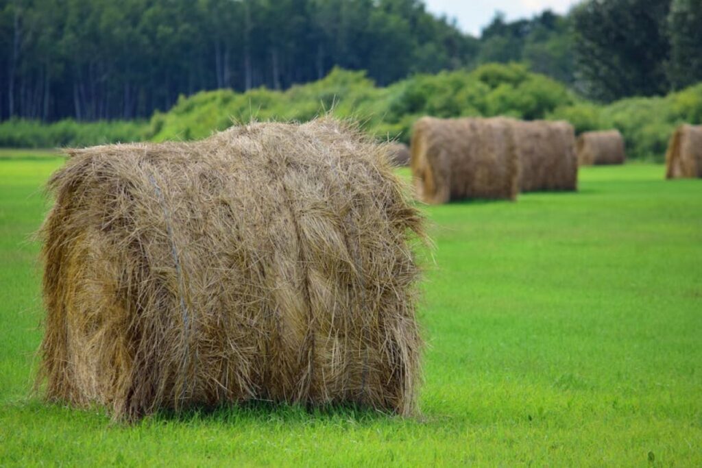 hay bales