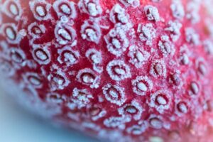 strawberry field frost
