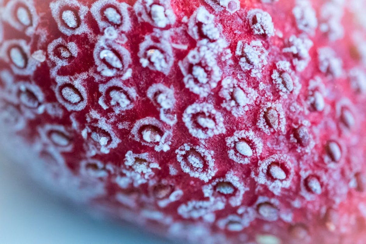 strawberry field frost