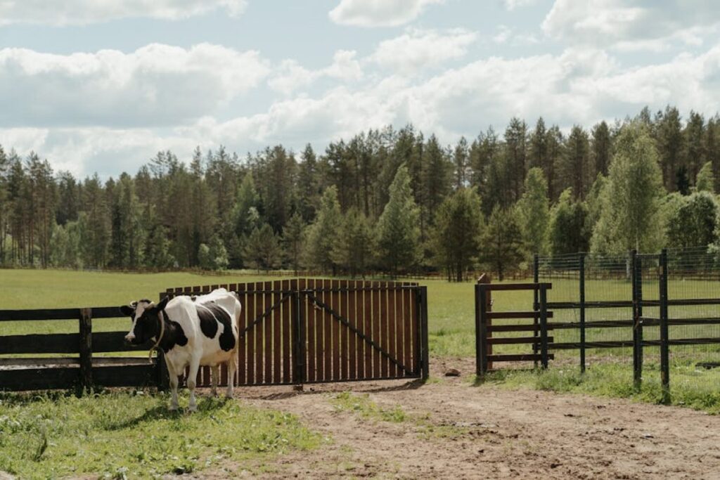 bull ONYX holstein
