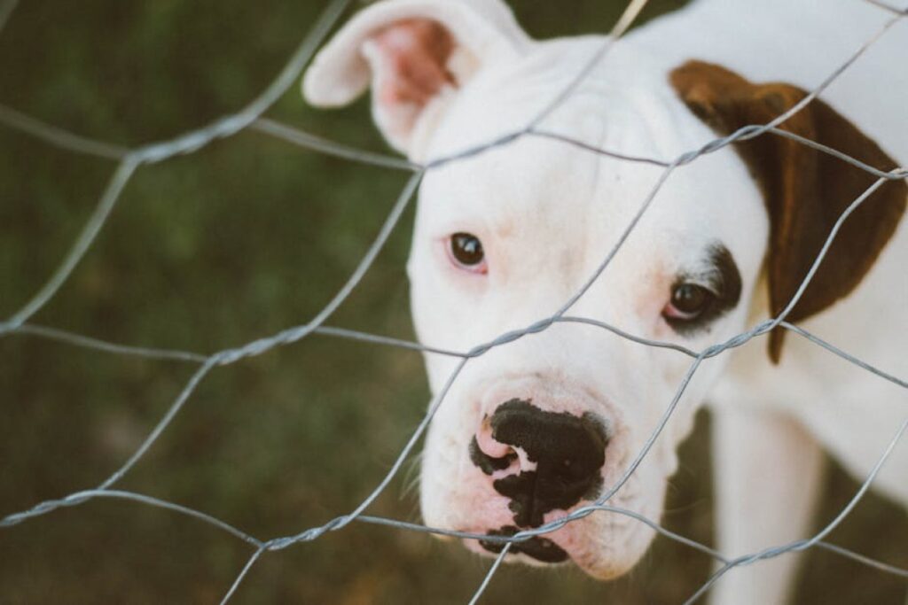 dog playpen