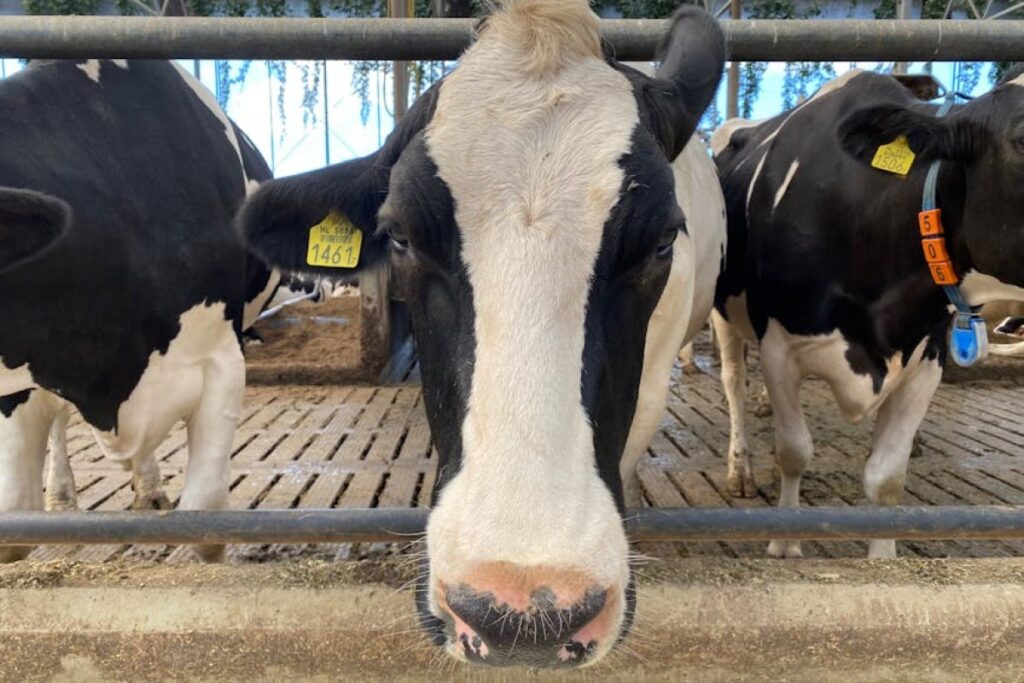 cows for sale