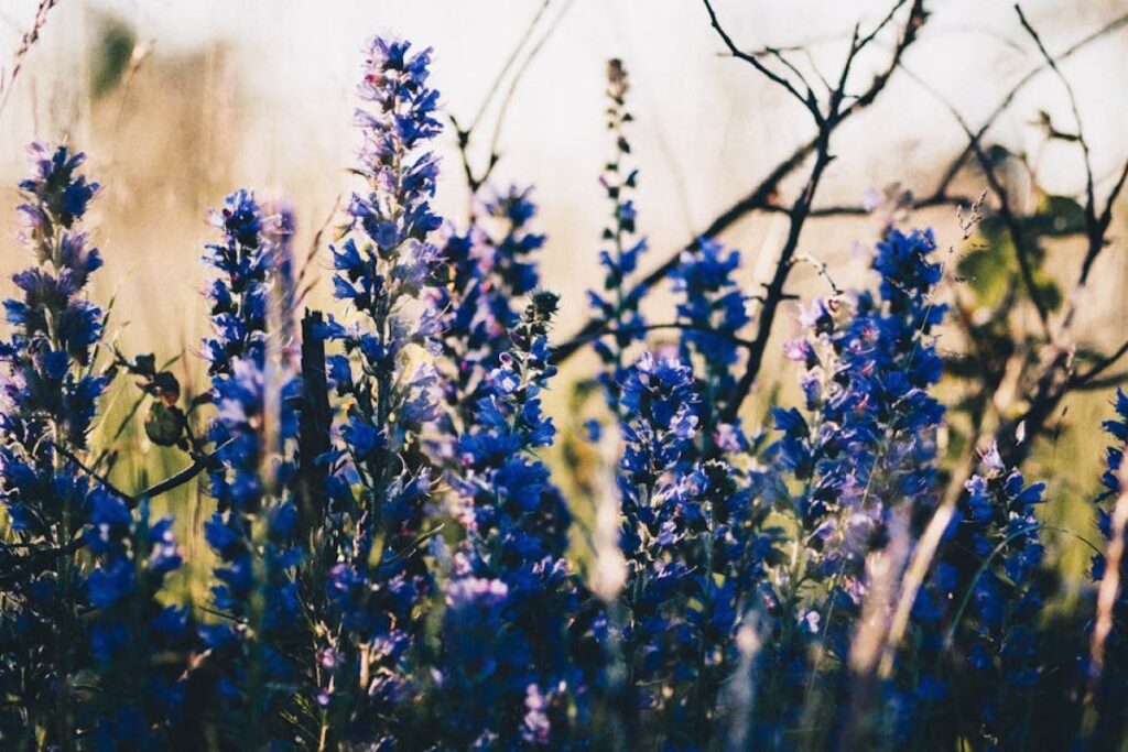 facelia flower field