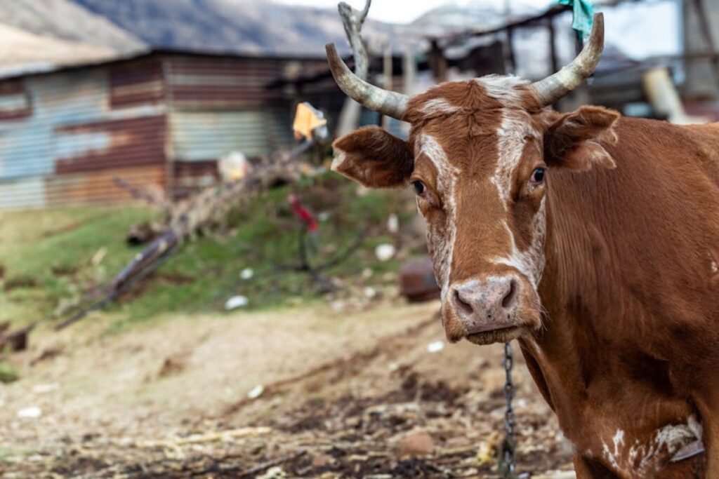 cow cattle