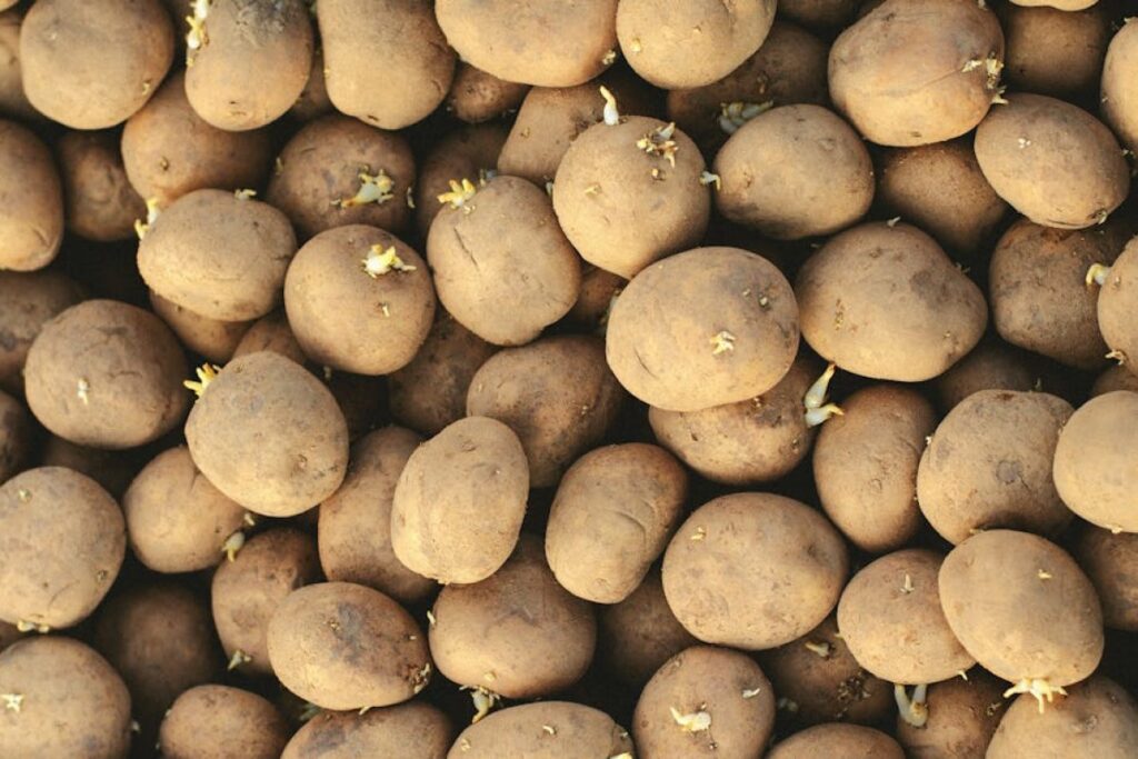 potato planter