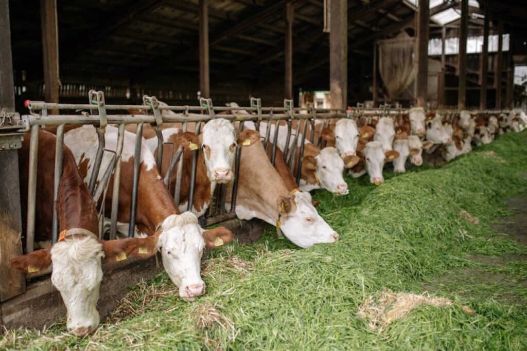 cattle feeding system