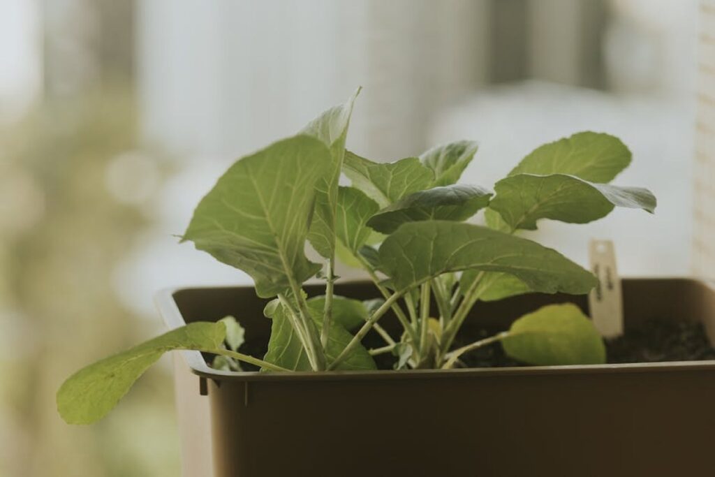 vegetable planter