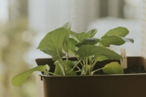 vegetable planter